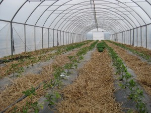 tomatoes planted in a high tunnel