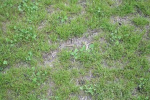 Straw laid down to protect seeds and seedlings can eventually be detrimental to turf health.