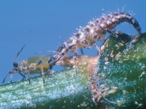 Small but fierce, these larvae — antlions — do serious damage to pests.