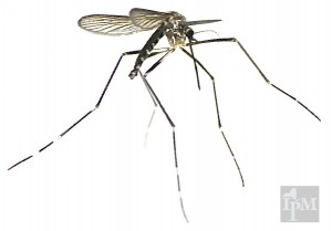 The Asian Tiger Mosquito (Aedes albopictus) is an invasive day-biting mosquito from Asia.