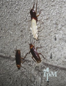 Real-world American cockroaches — note their reddish-brown color — measure about 1.5 inches.