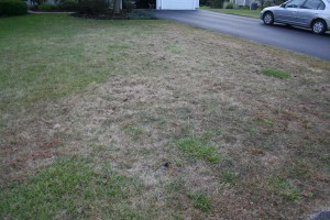 Home lawn infested with grubs