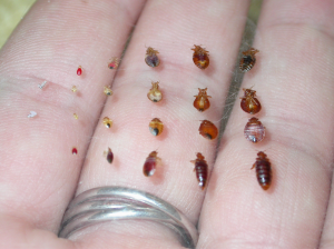 From egg to adult, well-fed bed bugs (top) and hungry bed bugs (bottom)