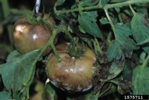 Late blight gets ugly fast, whether you grow tomatoes or potatoes. Photo courtesy Gerald Holmes, California Polytechnic State University at San Luis Obispo, Bugwood.org 