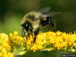 Native to New York, the eastern bumblebee is a big help in gardens, orchards, and fields.  
