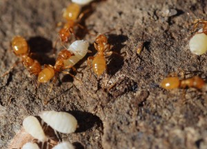 Citronella ants care for, or tend, root aphids.