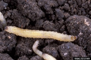 ... but their larvae, hidden underground, do the dirty work. Photo credit S. Bauer, USDA