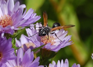 Grass-carrying wasps make great pollinators. Photo credit: Linda Dahlberg.
