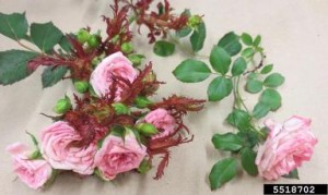 Those decorative purple spiky things adorning your bouquet are actually symptoms of dreaded rose rosette disease. Photo credit S. Jensen, Cornell University.