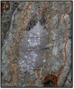 Like a waxy gray putty — that's what you're scouting for to find hitchhiking egg masses. Photo credit: L. Barringer, PA Dep't of Agriculture.