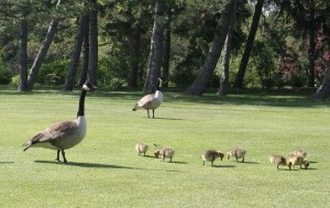 2 adult Canada geese and 7 goslings are shown feeding on a golf course.