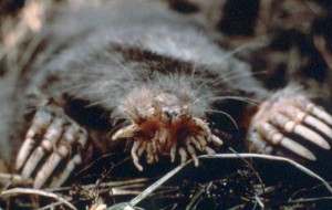 Photo of starnosed mole showing its large front feet and hairless nose ringed by pink tentacles
