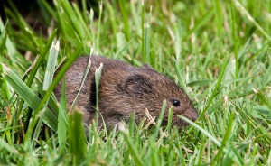 side view of brown mammal in mowed grass with a blunt nose, black eye, and round, fur covered ears