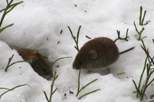 Voles are an example of a non-protected wildlife species. They chew the bark off woody plants and their above ground tunnels can be seen in turfgrass after snow melt. Photo Credit: Tomi Tapio K (Note: Microtus agrestis is related to the two vole species found in NY, Microtus pennsylvanicus and Microtus pinetorum , but is found in Europe.)