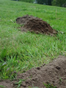 Moles damage is pretty distinct. It involves quite a bit of soil and no entry holes. Photo credit: Kim F