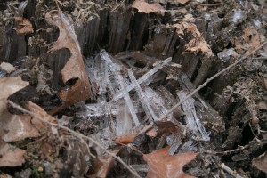 Freeze-thaw cycles can affect soil dramatically, opening crevices and ridges that seed can slip into and will later collapse, maximizing seed-to-soil contact.