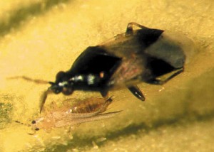 The Oirus bug eats thrips for breakfast, lunch, and dinner — a real boon for greenhouse growers.