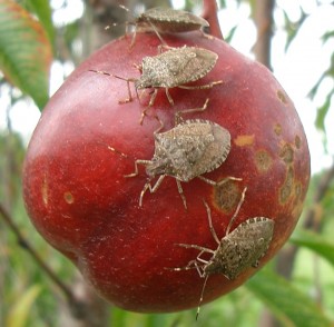 Pests are ever-present in our orchards and vineyards. Go Back to School for helpful info.