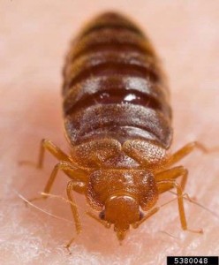 Aren't bed bugs supposed to be button-shaped? This one is because it's well fed, but as it digests its meal it’ll become buttonlike again. Courtesy 