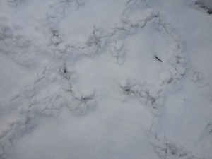 That lovely tracery exposed as the snow melts — vole tunnels! Photo credit: Woodsen.