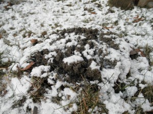 Photo of frost heaving on the spot of brown earth without cover of plants. Note that the effect of frost heaving is reduced on the area covered by grass.