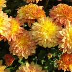 A single post of mums is a trap? Yes — a trap crop, attracting greenhouse pests that could wreak havoc with your main crop.