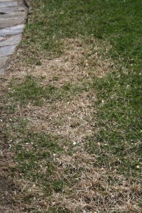 Photo of brown grass between green grass and a stone walkway