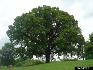 Bur oak  Photo by Jason Sharman, Vitalitree, Bugwood.org 