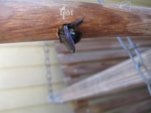 Carpenter bee females create galleries or tunnels in dry wood during the spring. Bees bore into the wood, then turn 90 degrees to tunnel along the grain. 