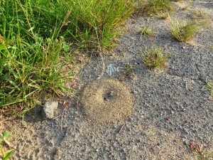 Many ant species create nests in the ground, excavating soil in the process. Ant nests are often under or on the side of a rock, sidewalk, or cement slab, which buffer the insects against temperature extremes.