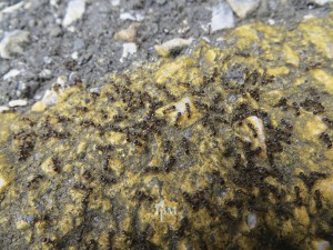 Pavement ants are very common and usually noticed around sidewalks and stone work. They can become indoor pests. 