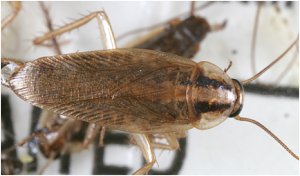 German cockroach Photo: Gary Alpert