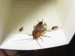 Sticky traps can help you identify both what species of cockroach you have and where their populations are highest.