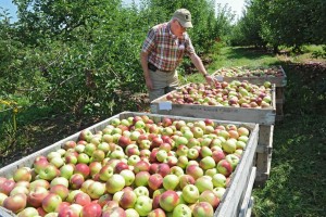 Peter Ten Eyck's passion: sustainably grown apples.