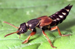 This generalist eats more than just western flower thrips — it'll eat the thrips specialists like Neoseiulus cucumeris too. Photo courtesy natural-insect-control.com.