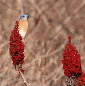 Staghorn sumac at Bethpage provide great food reserves for migrating birds. Photo courtesy Audubon International.