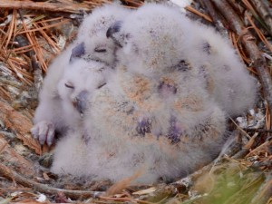 Fluffy owlets have a home at Bethpage State Park's golf course. Photo courtesy Audubon International. 