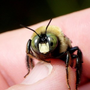 A gentle observer can get up close and personal with a male carpenter bee.