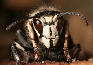 Bald-faced hornet, up close and personal. Courtesy Gary Alpert, Harvard U.