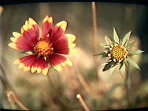 OK, bees don't see red. But gaillardia — blanket flower — has a trick up its sleeve. 
