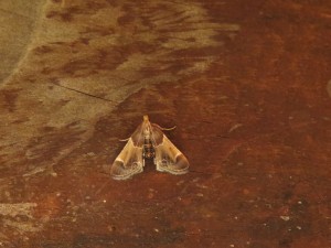 A meal moth, Pyralis farinalis.