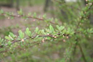 Japanese barberry is one example of a common landscape plant that has escaped cultivation and invaded natural areas.