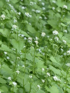 Worried about walnut trees? Garlic mustard is acquiring a nasty reputation of its own.