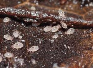 Mites are mighty helpful in compost piles. Credit compostjunkie.com
