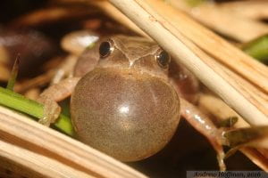 a male spring peeper is shown with its throat fully inflated