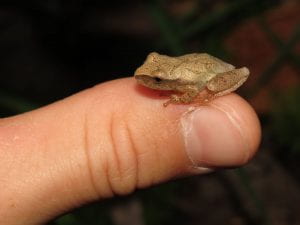 a spring peeper is perched on someone's thumb highlighting how small it is