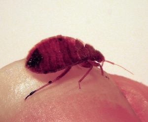 picture of a flat, wide reddish insect on a fingernail
