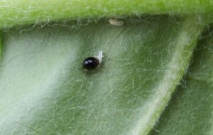 Delphastus beetle eating whitefly