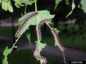 In 2017, larvae efficiently defoliating more than 200,000 acres, primarily sugar maples across northern NY. Photo: Ronald S. Kelley, Vermont Department of Forests, Parks and Recreation, Bugwood.org