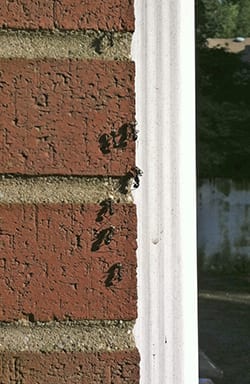 Carpenter ants trailing on the outside of a building